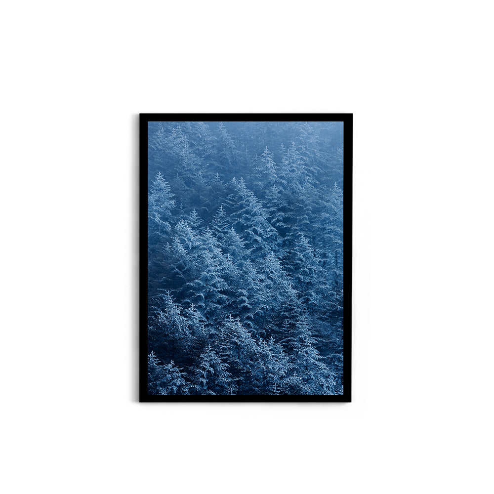 Pine trees in winter covered with snow- Arunachal Pradesh