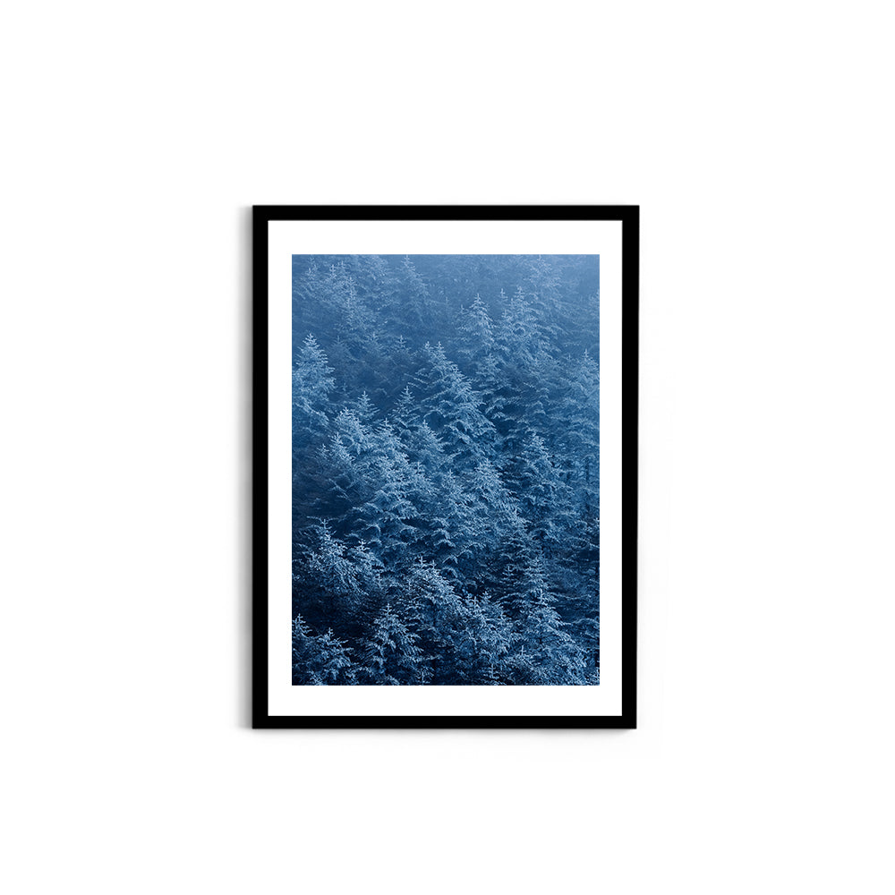 Pine trees in winter covered with snow- Arunachal Pradesh