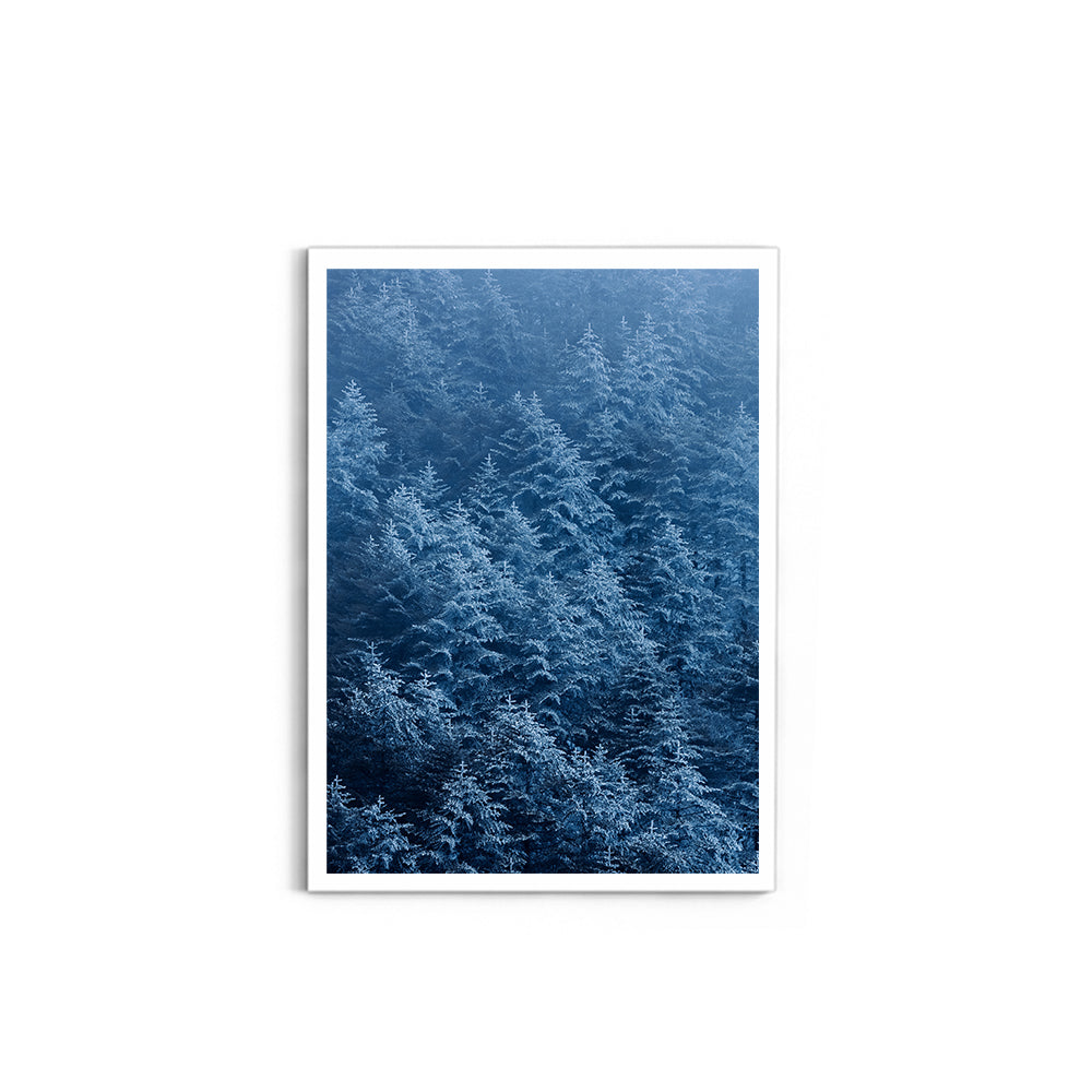 Pine trees in winter covered with snow- Arunachal Pradesh