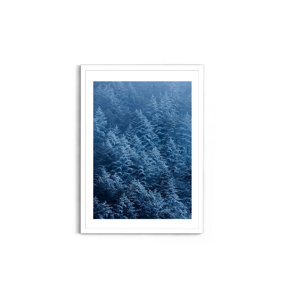 Pine trees in winter covered with snow- Arunachal Pradesh