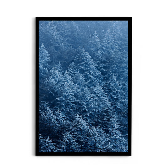 Pine trees in winter covered with snow- Arunachal Pradesh