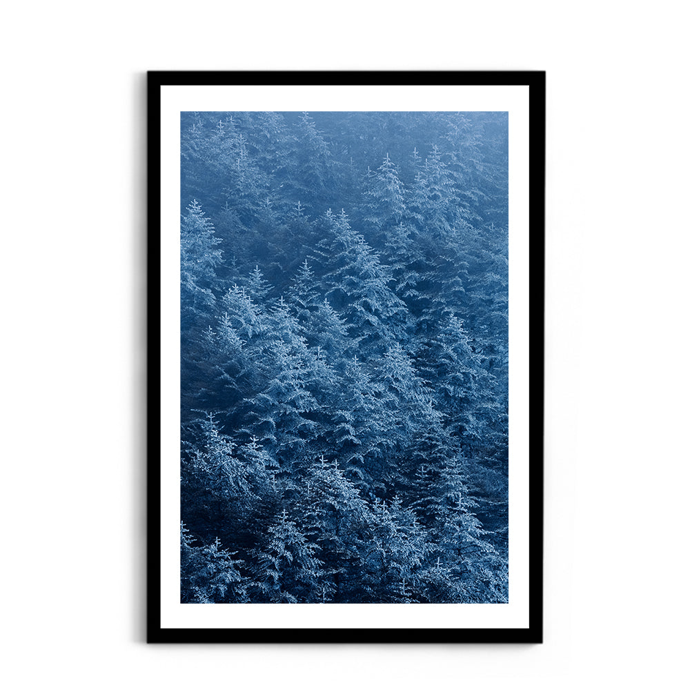 Pine trees in winter covered with snow- Arunachal Pradesh