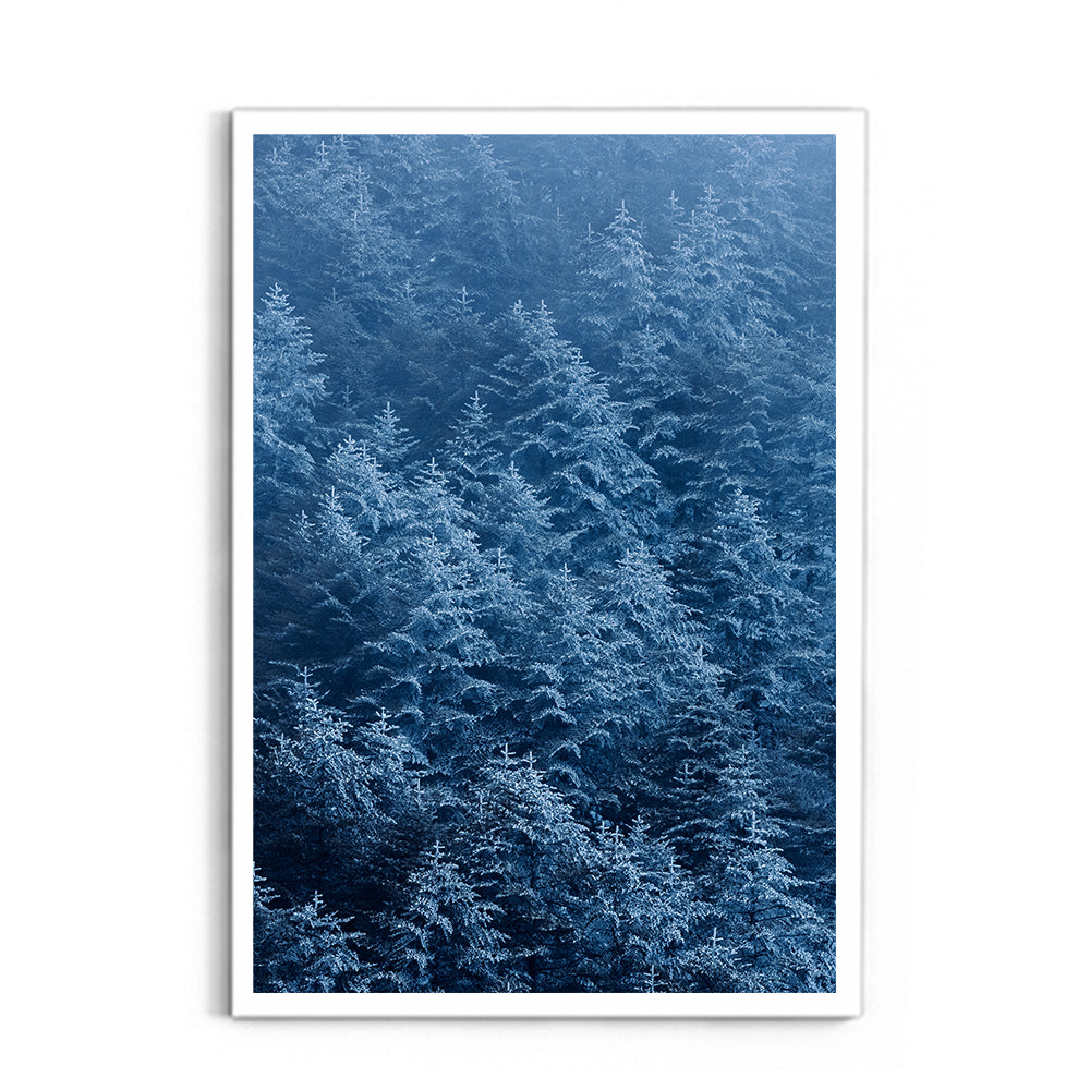 Pine trees in winter covered with snow- Arunachal Pradesh