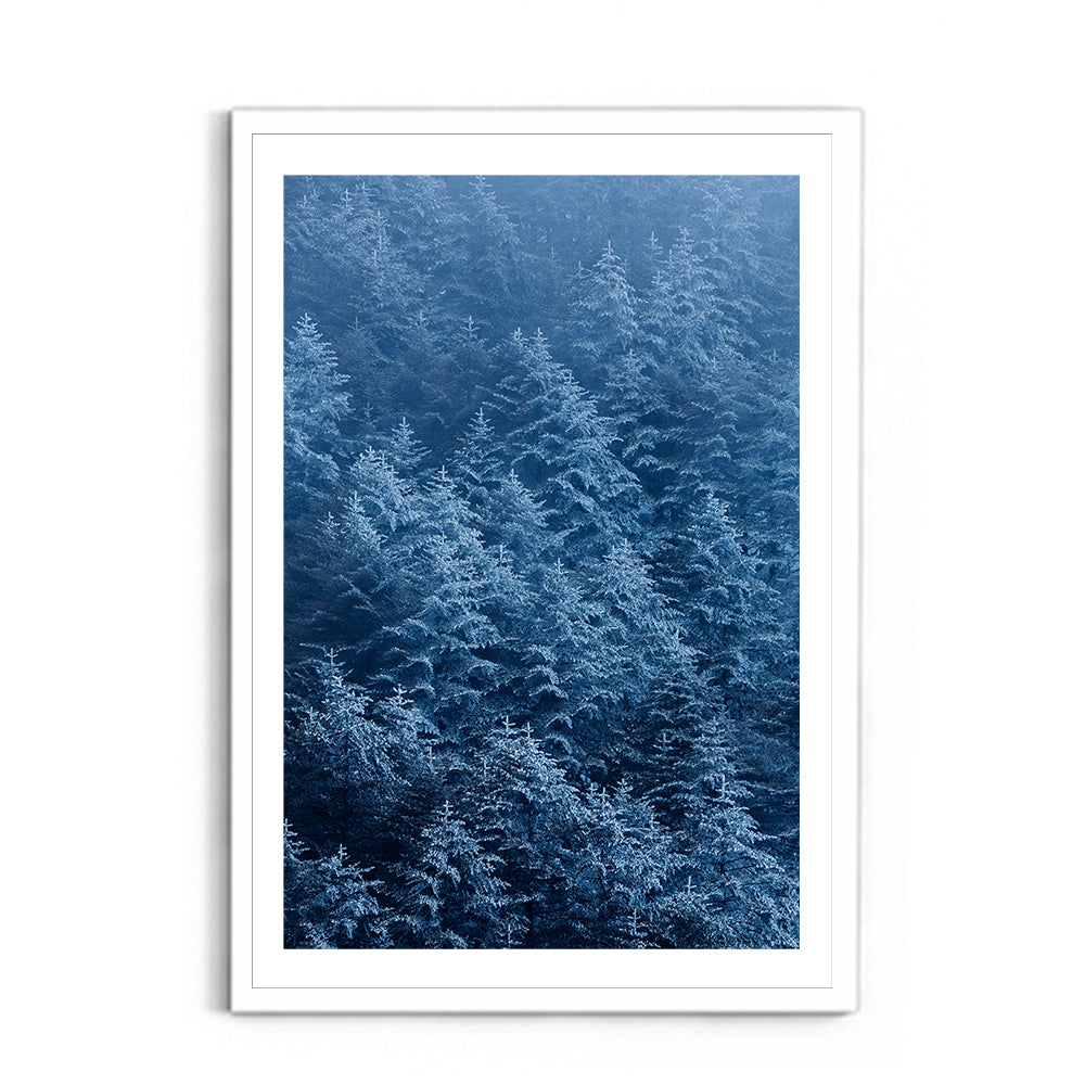 Pine trees in winter covered with snow- Arunachal Pradesh