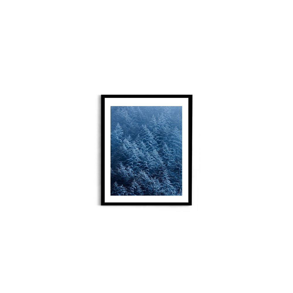Pine trees in winter covered with snow- Arunachal Pradesh