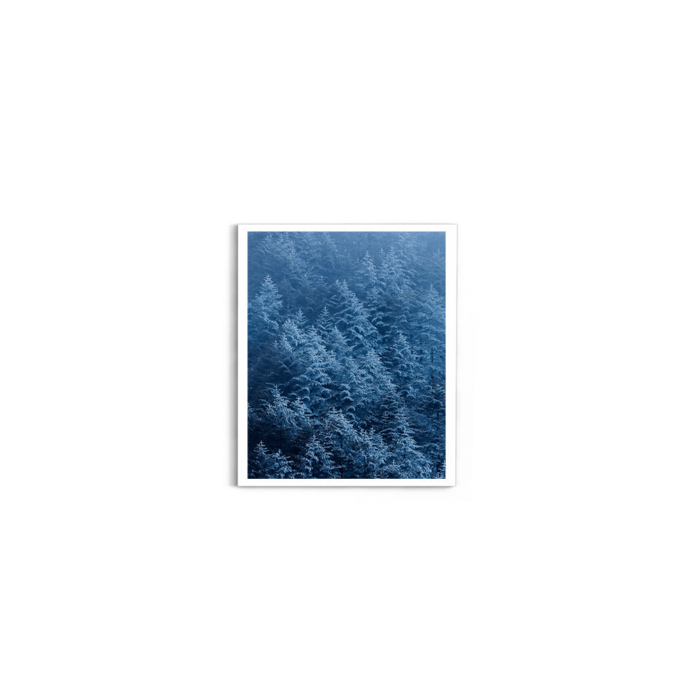 Pine trees in winter covered with snow- Arunachal Pradesh